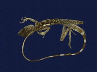 藏品(斯文豪氏攀蜥)的圖片